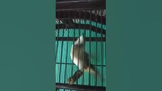 Trucukan isian cucak jenggot , ciblek , ngeroll