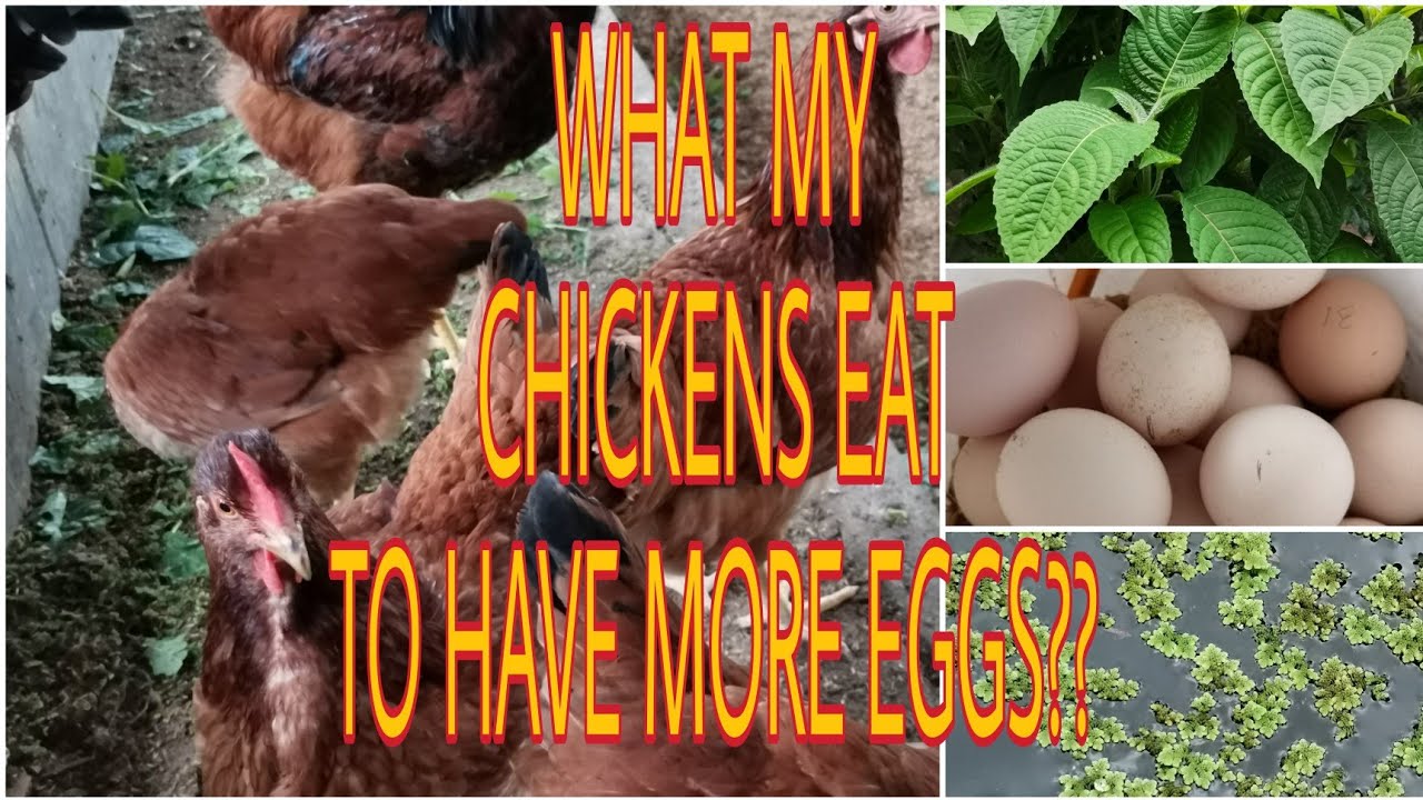 What my chickens eat to have more eggs??? YouTube