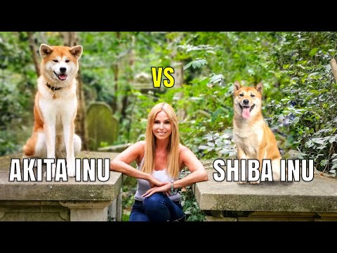 Video: Razlika Između Akite I Shibe