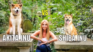 AKITA INU vs SHIBA INU  Aggressive Hunting Dogs?