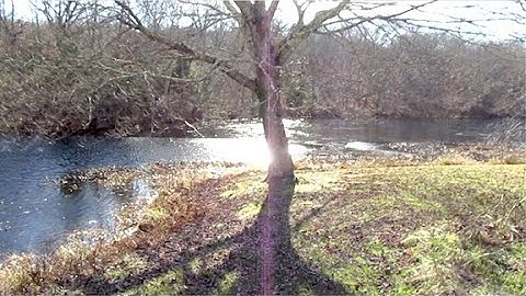 My  Pond was Frozen this Early Morning