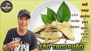 CÂY THUỐC HỔ TRỢ TRỊ BỆNH  UNG THƯ | Quang Thảo phát hiện Cây độc lạ Xáo Tam Phân |  cây thần kỳ