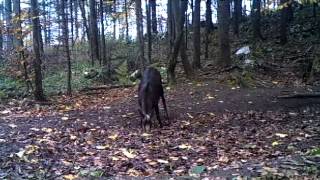 Divokoza - Wild goat - Chamois