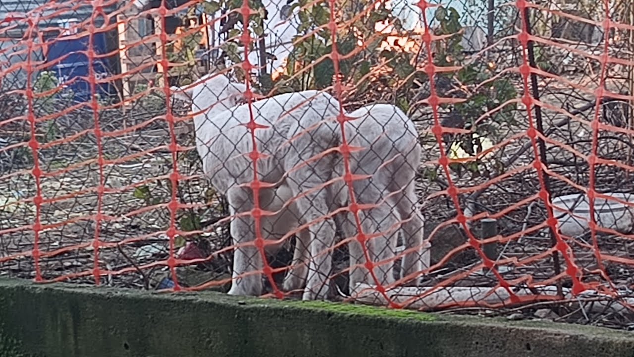 Kuzuların son durumu çok güzeller maşşallah 