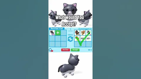 Video 5100191: persian cat, adoptable pet