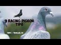 9 racing pigeon tips  with english subtitles