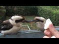 Wild kookaburras wearing hats. (Seashells)