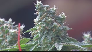 Albany County legislators propose marijuana tax revenue task force
