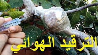 الترقيد (التجذير) الهوائي لشجرة التين