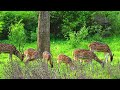 Bengal Tiger India – Wildlife in Natural Habitat in 4K