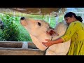 A Day at Farm with Sarada&amp; Ganga||BlikeBindu