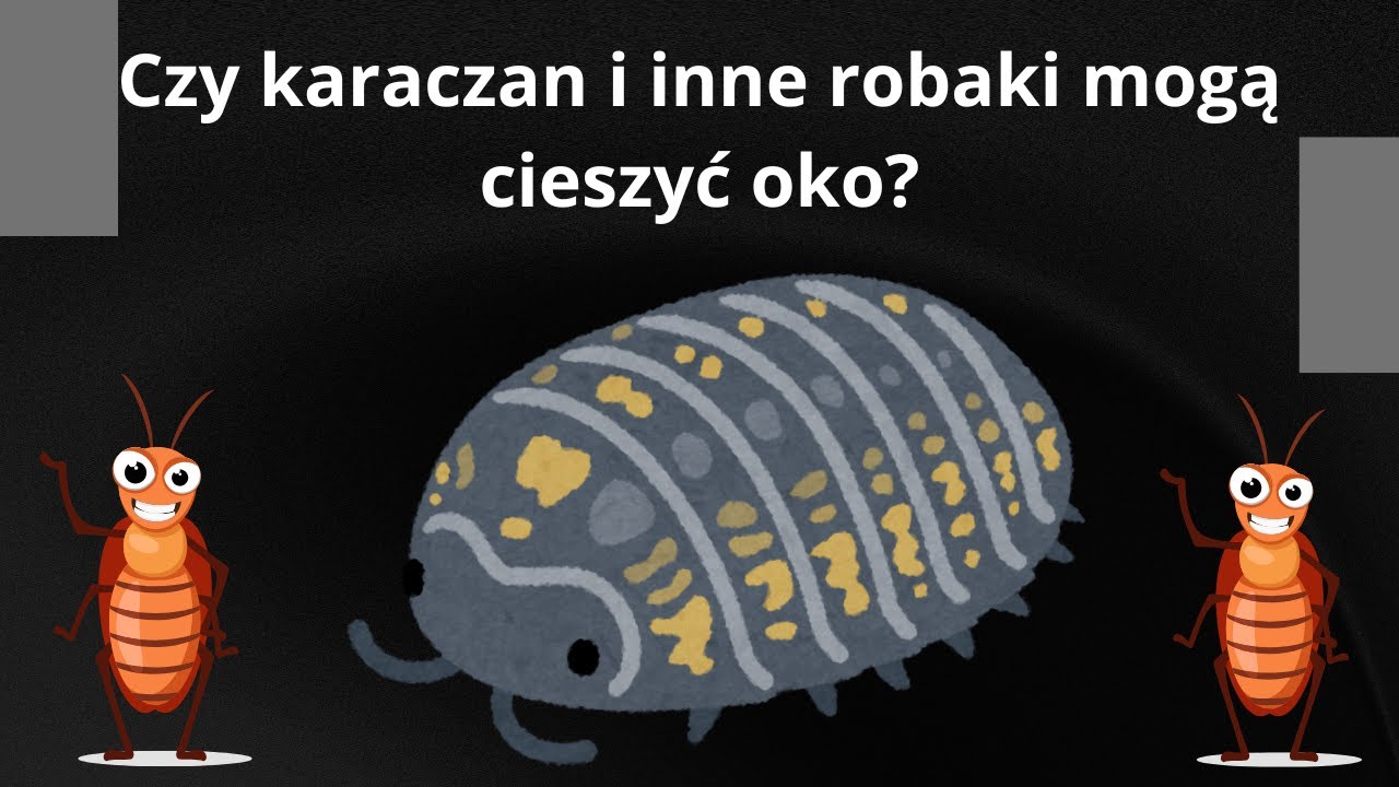 Nowości na naszej hodowli izopody i karaczany oraz dopuszczenie ptasznika