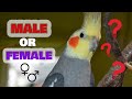 How to tell if a Cockatiel Is Male or Female