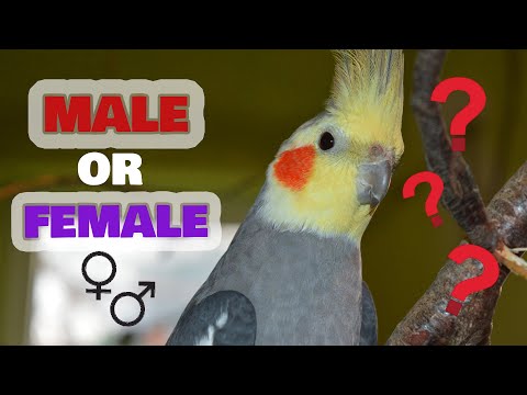 How To Tell If A Cockatiel Is Male Or Female