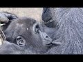 父ちゃんと遊びたい兄弟ゴリラ 、その結果は⁉️⭐️Gorilla【京都市動物園】Both Gentaro and Kintaro want to play with their father.