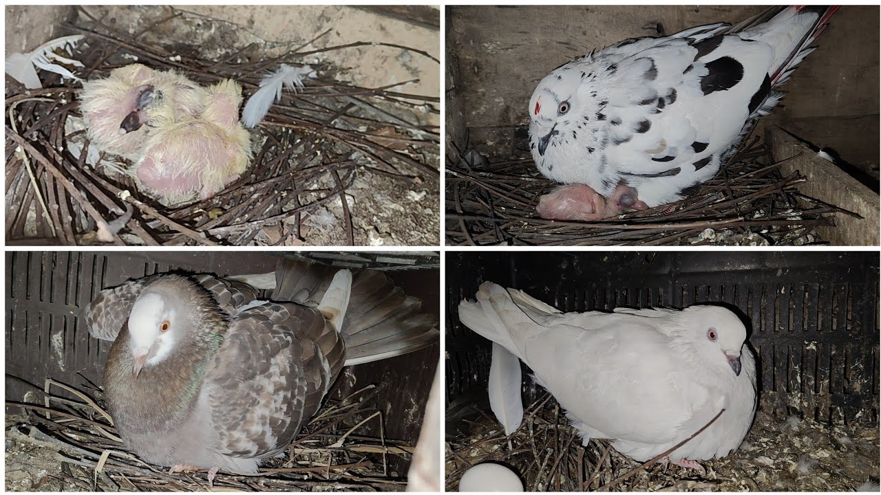 আরো একজোড়া কবুতরের বাচ্চা ফুটলো 😊