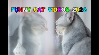 Best Funny Cat Videos 2022 That Will Make You Laugh All Day Long 2022