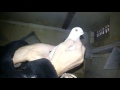 Азамата туркмена Чорнаносые тожикиские голуби