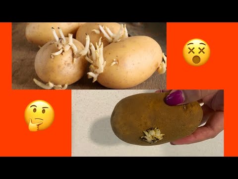 Video: ¿Puedes comer patatas cuyas raíces crezcan?