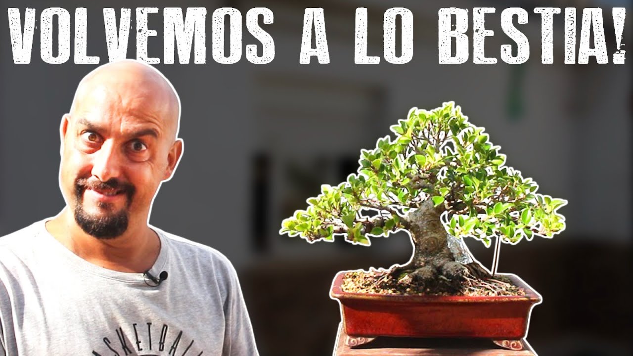 Todo lo que va a pasar en Escuela de Bonsai Online YouTube