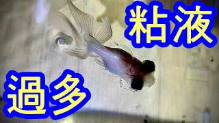 金魚の病気 水カビ病と治し方 金魚が粘液を大量に出す理由 Youtube