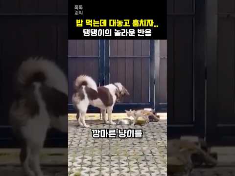 깡마른 고양이가 대놓고 훔치는 것을 본 댕댕이 반응
