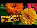 Когда сажать рассаду циннии