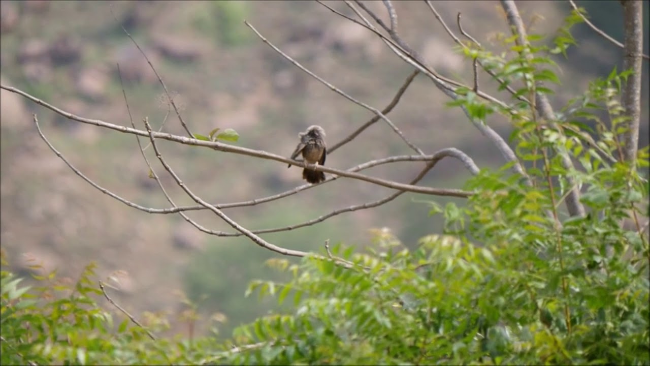 The jungle babbler, Argya striata 