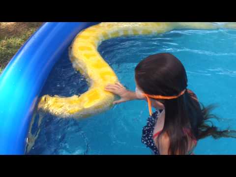 Girl swims with python