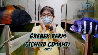 #VLOG1 GREBEK FARM CICHLID LEGENDARIS DI CIMAHI! PART 1