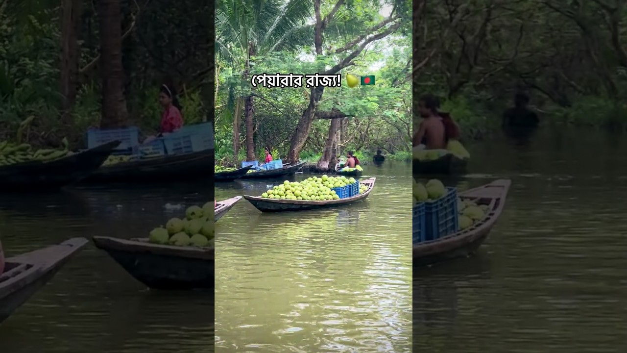 পেয়ারার রাজ্যে এক অপূর্ব Boat Journey 🍐🚤 | Bhimruli, Bangladesh #Shorts