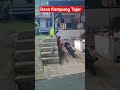 Desa Kampung Tajur Bojong Purwakarta #desawisata  #shorts #kampungtajur #kampungsunda
