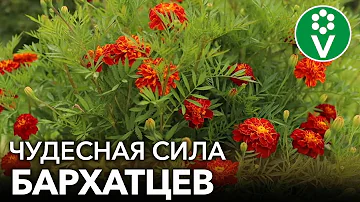 НЕ ВЫБРАСЫВАЙТЕ БАРХАТЦЫ ОСЕНЬЮ! Они повысят плодородие почвы, отпугнут кротов + рецепт чая от ОРВИ