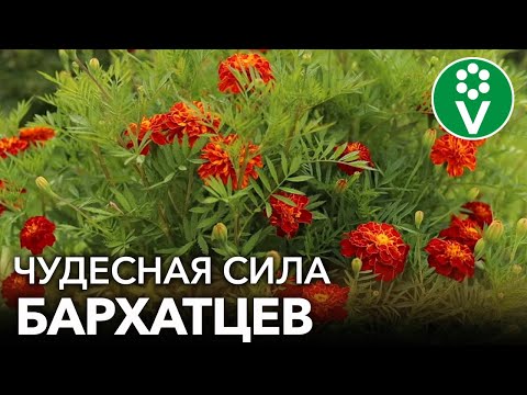 Видео: Грипп дезориентирует?