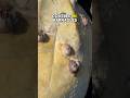 Turtle Barnacle Removal #turtle #animalshorts