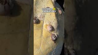 Turtle Barnacle Removal #turtle  #animalshorts