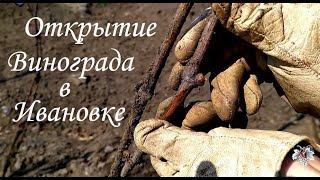 Открытие винограда в Ивановке Открытие винограда в Ивановке