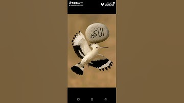 تلاوه خاشعه للشيخ ياسر الدوسري