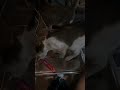 #cat #catvideos #love #trending #catcare #studywithmeandmycat #cathealth
