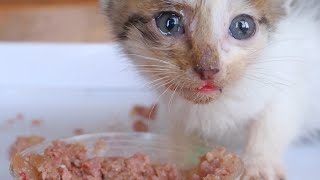 Baby Kitten By The Dumpster Waiting For Someone To Save It - Episode 6 | Bella Is Sick