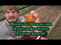 How to Grow an Avocado Tree from Seed! Drop the Toothpicks!  (Grocery Store Growing Ep. 2)
