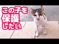ウチのネコが脱走時にお世話になった野良猫を保護したい