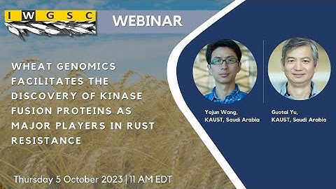 Wheat genomics facilitates the discovery of kinase fusion proteins as players in rust resistance