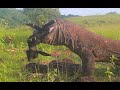 [ New ] Komodo Dragon Swallow Baby Goat Full HD