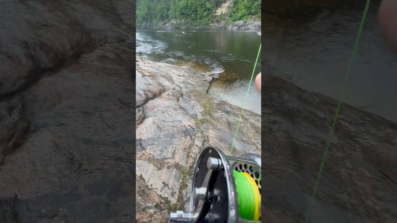 Salmon on loop classic reel fly fishing moisie river #loop #flyfishing auf YouTube ansehen Salmon on loop classic reel fly fishing moisie river #loop #flyfishing auf YouTube ansehen