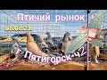 Голуби цены птичий рынок г Пятигорск-ч2 Pigeons prices bird market Pyatigorsk-ch2