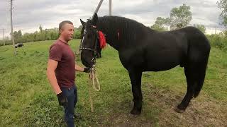 PERCHERON ФАРАОН В ЛЮБКІВЦЯХ/ЖЕРЕБЕЦЬ НА ПАРОВКУ/PERCHERON