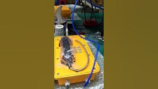 KNSP-01 IP waterproof telephone demo video