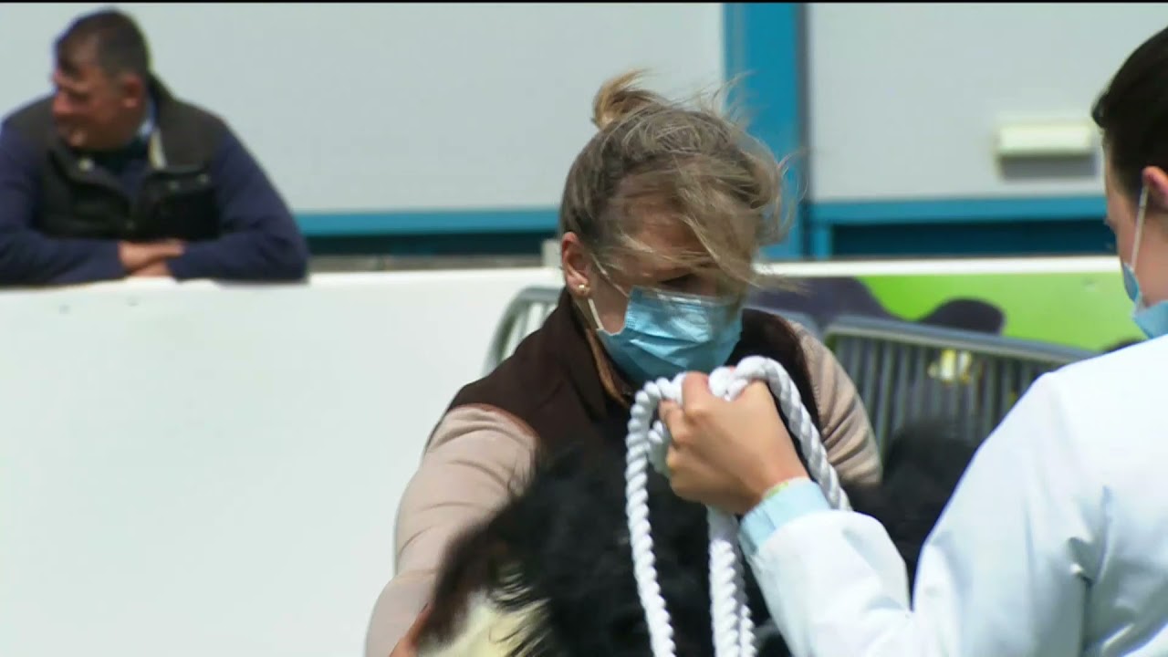 Belted Galloway Highlights