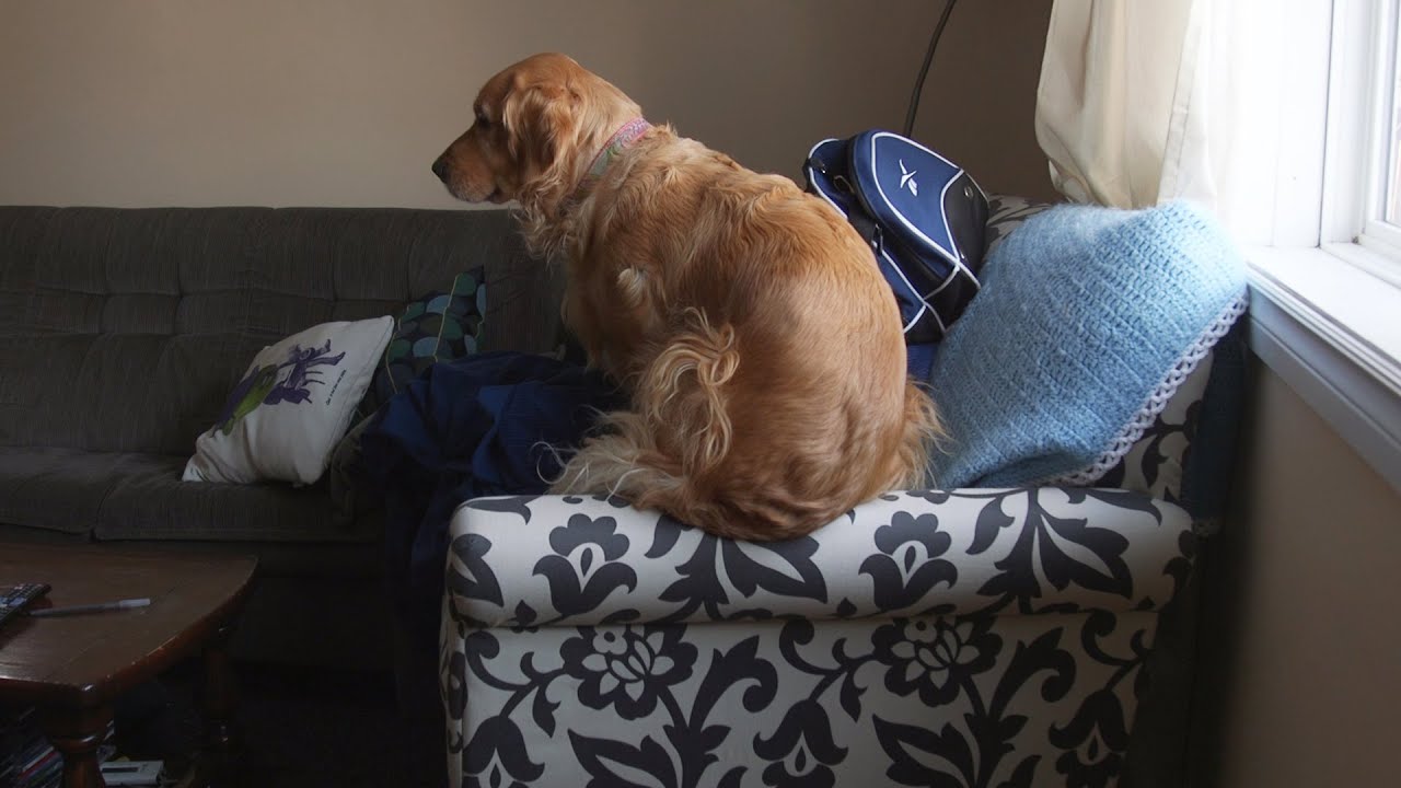 Dog stuck on a chair YouTube